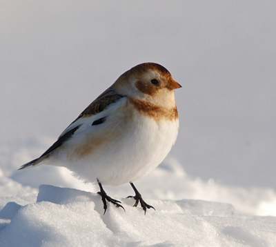 Petits Oiseaux Blancs