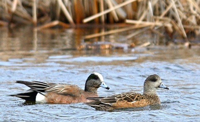 Canard d'Amrique