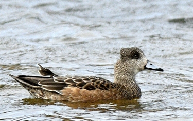 Canard d'Amrique (femelle)