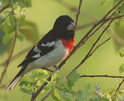 Les Oiseaux Du Jardin Savoir Les Identifier Les Observer