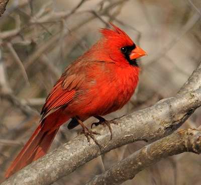 Oiseaux Rouges