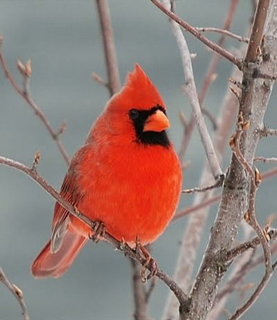 Cardinal Rouge Oiseaux Du Québec