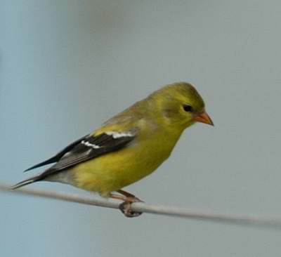 Petits Oiseaux Jaunes