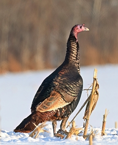Dindon sauvage mâle