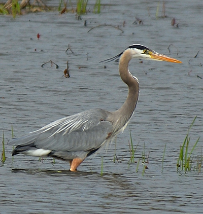 Grand Héron