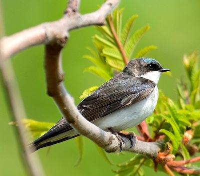 Hirondelle bicolore (femelle)