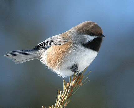 Petits Oiseaux Gris