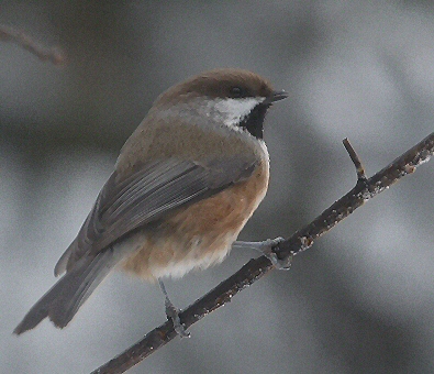 Petits Oiseaux Bruns