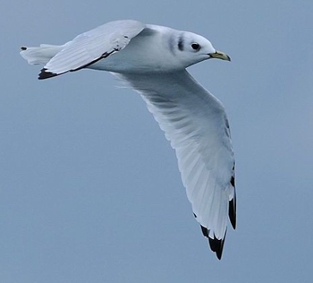 Mouette tridactyle