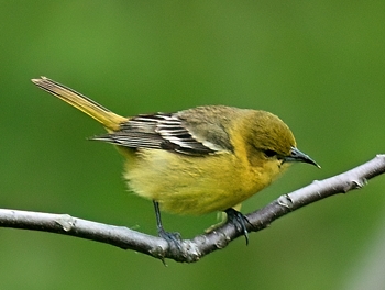 Oriole des vergers (femelle)