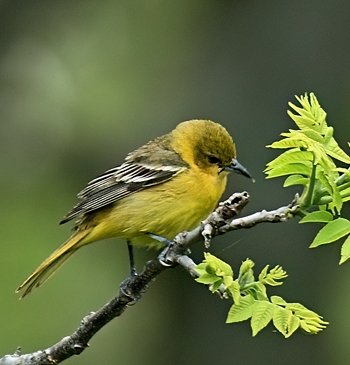 Oriole des vergers (femelle)