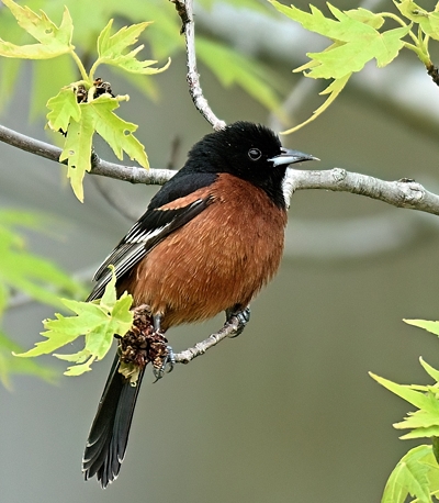 Oriole des vergers