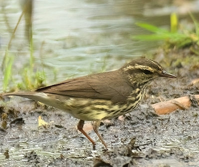 Paruline des ruisseaux