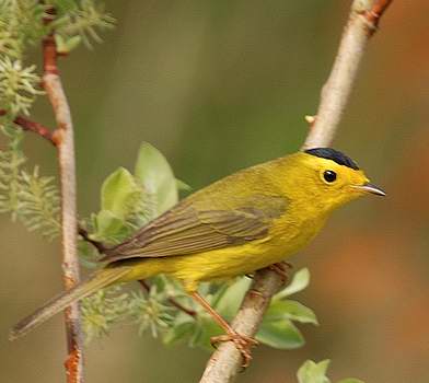 Petits Oiseaux Jaunes