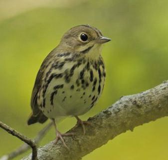 Paruline couronn�e