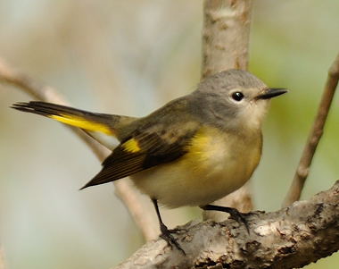 Petits Oiseaux Verts