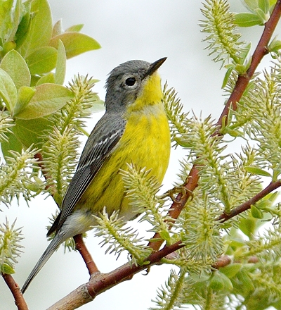 Paruline à tête cendrée femelle