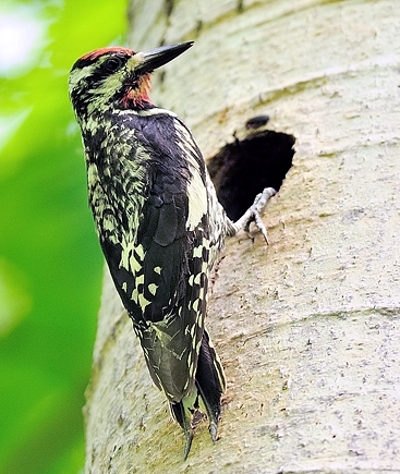 Pic maculé mâle