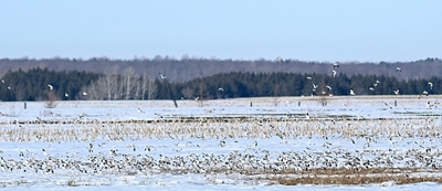 Plectrophane des neiges