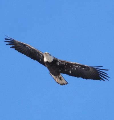 Pygargue immature