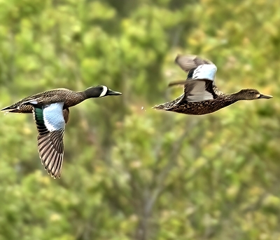 Sarcelle à ailes bleues en vol