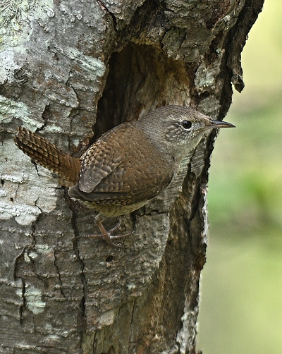 Troglodyte Familier Oiseaux Du Québec