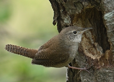 Petits Oiseaux Bruns