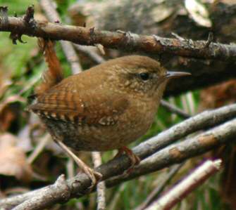 Petits Oiseaux Bruns