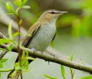 Petits Oiseaux Gris